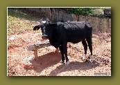 Vaca em Cunha SP
