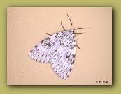 Mariposa