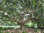 Árvore na entrada do Royal Botanic Gardens