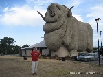 A maior ovelha do mundo em Goulburn