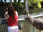 Esse Emu pensa que é gente!