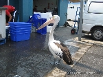 Este lindo pelicano aguardava para ganhar um petisquinho...