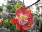 Sala Flower
