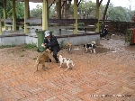 Viu só porque os cães de rua de Ayutthaya gostam tanto do nosso guia?