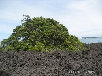 Árvore que se desenvolveu em solo vulcânico
