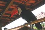 Tucano mansinho